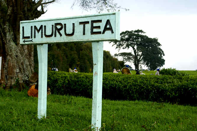 Limuru Tea