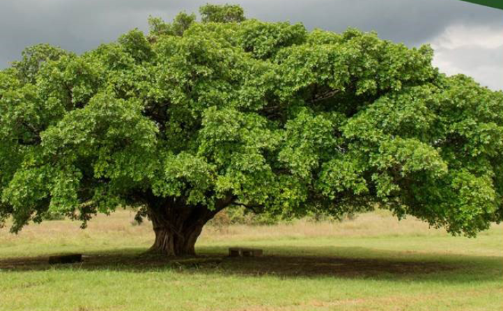 Tatu City Mugumo Tree