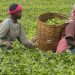 Farming in Kenya
