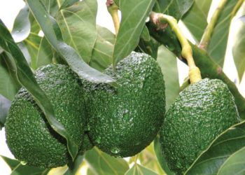 Avocado Picture source Horti News
