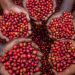 Eight coffee factories face auction over Sh163m debt