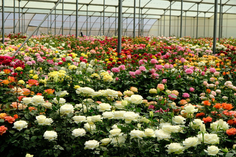 Flower Farms Resume Operations as Exports Rise to 60% - Kenyan Wallstreet