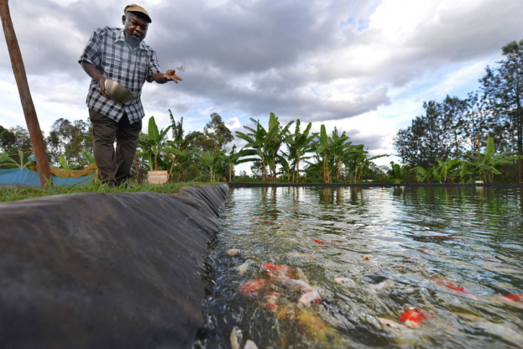 Fish Farming