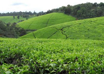 Kapchorua Tea Kenya