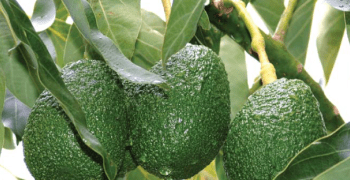 China's Restrictions on Avocados Slash Kenya's Horticulture Exports by 10%