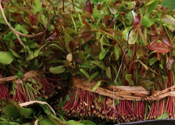 Somali Govt lifts one year long ban on importation of Miraa