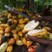 EU to Give $1.2 Billion to Ivory Coast's Cocoa Sector