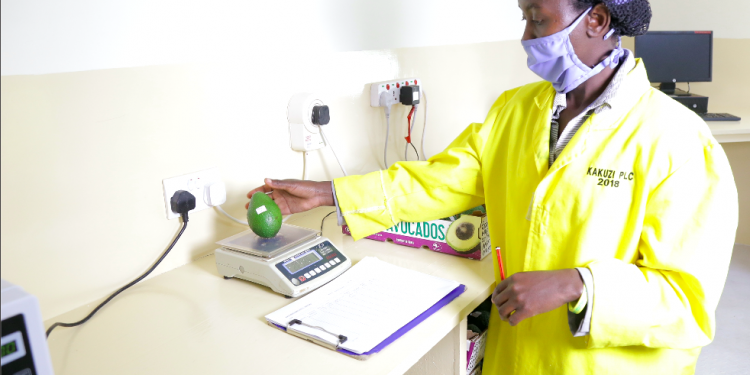 Mary Wanza Kakuzi Lab Technologist testing an avocado fruit