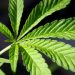 Rwanda Legalizes Marijuana for Medical Use