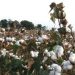 Gov't Announces Plans for a KSh100 Million Cotton Ginnery in Lamu