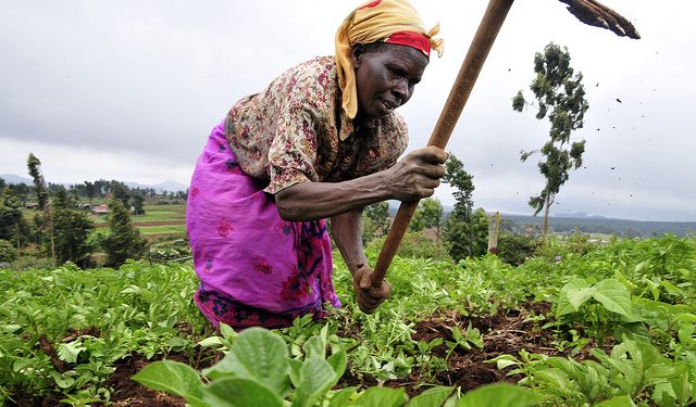 woman farmer Mt Kenya Neil Palmer CIAT