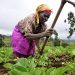 woman farmer Mt Kenya Neil Palmer CIAT