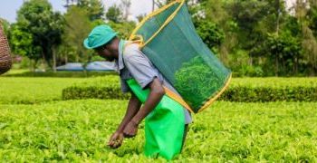 Tea Auction Prices Finally Cross the 2-Dollar Mark