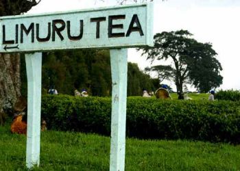 Limuru Tea Co. 1