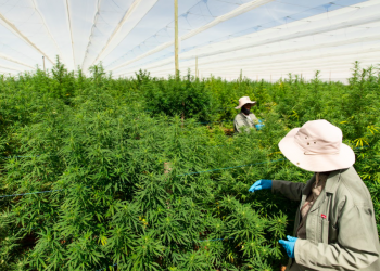 Highlands Investments Records Largest Cannabis Export: 8.5 Tons from Africa to Europe