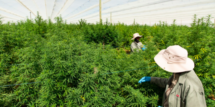Highlands Investments Records Largest Cannabis Export: 8.5 Tons from Africa to Europe