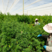 Highlands Investments Records Largest Cannabis Export: 8.5 Tons from Africa to Europe