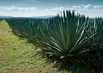 Earnings from Sisal Exports Hit KSh2.45 Billion in H1 2021