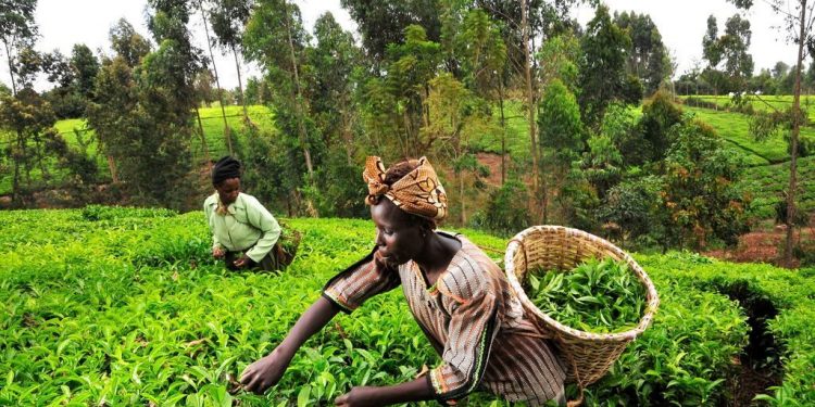 Russia - Ukraine War Slashes Tea Exports by More than KSh598 Million