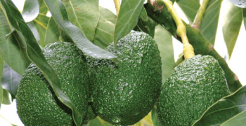 Kenya Halts Avocado Exports WEF 15th November