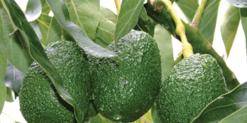Kenya Leads Africa in Avocado Exports