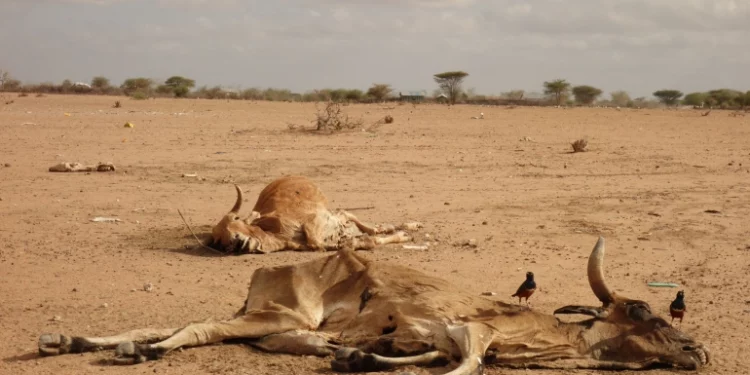 drought in Kenya