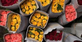 Kenya Seeks Flower Exports to Gulf Countries