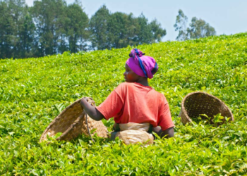 Tea Auction Records Slight Increase in Prices