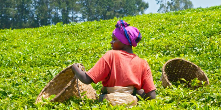 Tea Auction Records Slight Increase in Prices