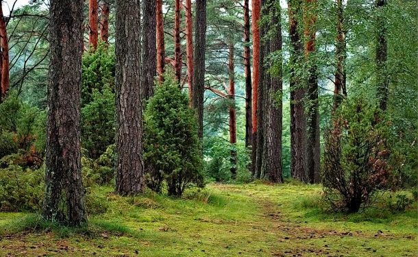 Kenya's Forest Cover to Get Boost from Japan's KSh310 Million Funding