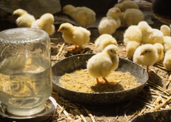 Kenya Plans to Export Day-Old Chicks to Malaysia & Mauritius