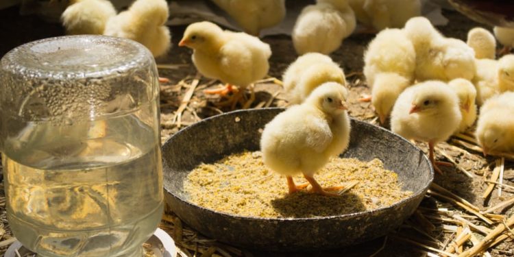 Kenya Plans to Export Day-Old Chicks to Malaysia & Mauritius