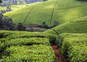 Tea Exports Fall 28% to 37 Million Kilograms in May