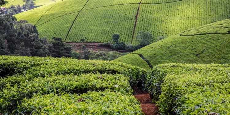 Tea Exports Fall 28% to 37 Million Kilograms in May