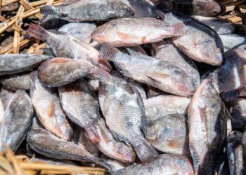 Kenya's Fish Imports from China Hit KES 2 Billion