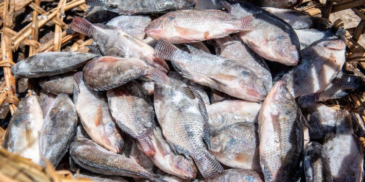 Kenya's Fish Imports from China Hit KES 2 Billion