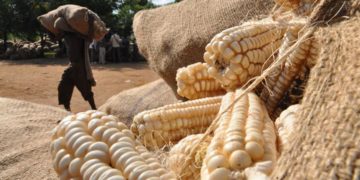 Uganda's Farmers & Millers Seek to Ban Maize Exports