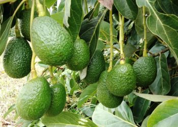 Kenya Suspends Bulk Avocado Exports for 3 Months