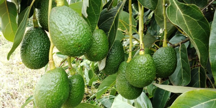 Kenya Suspends Bulk Avocado Exports for 3 Months