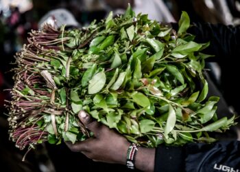 Kenyan Miraa Exporters Turn to Ethiopia for the Product amid High Costs Locally
