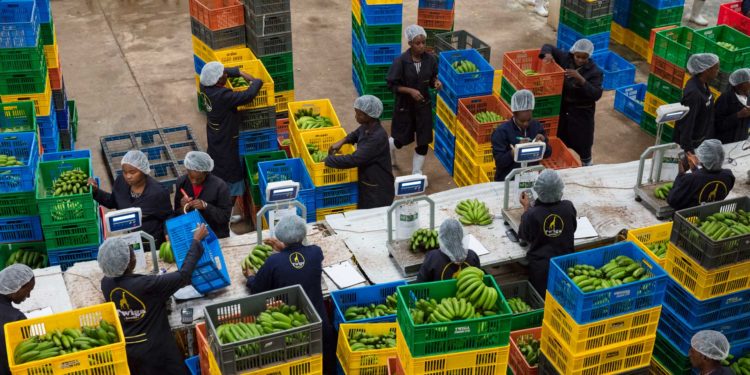 Twiga Foods Slashes its Workforce, Reduces Workers' Benefits