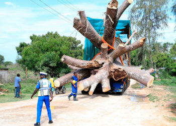 Baobab Trees