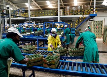 FILE PHOTO: Employees examine avocados at the Kakuzi pack house in Makuyu, Kenya, May 11, 2022. REUTERS/Baz Ratner