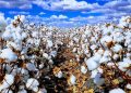 Cotton Farmers to Receive 500 Mt of Seeds as Price Increases by KSh20