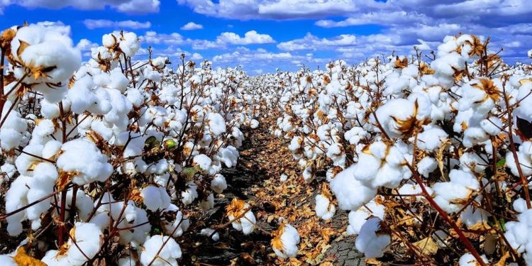Cotton Farmers to Receive 500 Mt of Seeds as Price Increases by KSh20