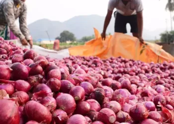 Onion Prices to Remain High in April Despite Harvest - CBK