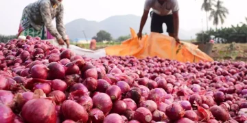 Onion Prices to Remain High in April Despite Harvest - CBK