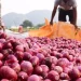 Onion Prices to Remain High in April Despite Harvest - CBK