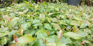 Khat Dealers Lose Key Coastal Markets Following Ban