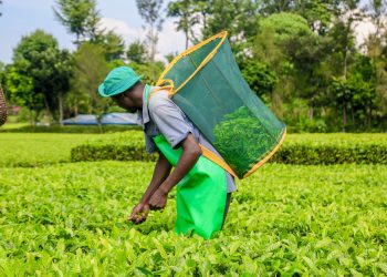 Lipton Teas and Infusions Kenya Plc Withdraw Offer to Acquire Remaining Shares of Limuru Tea